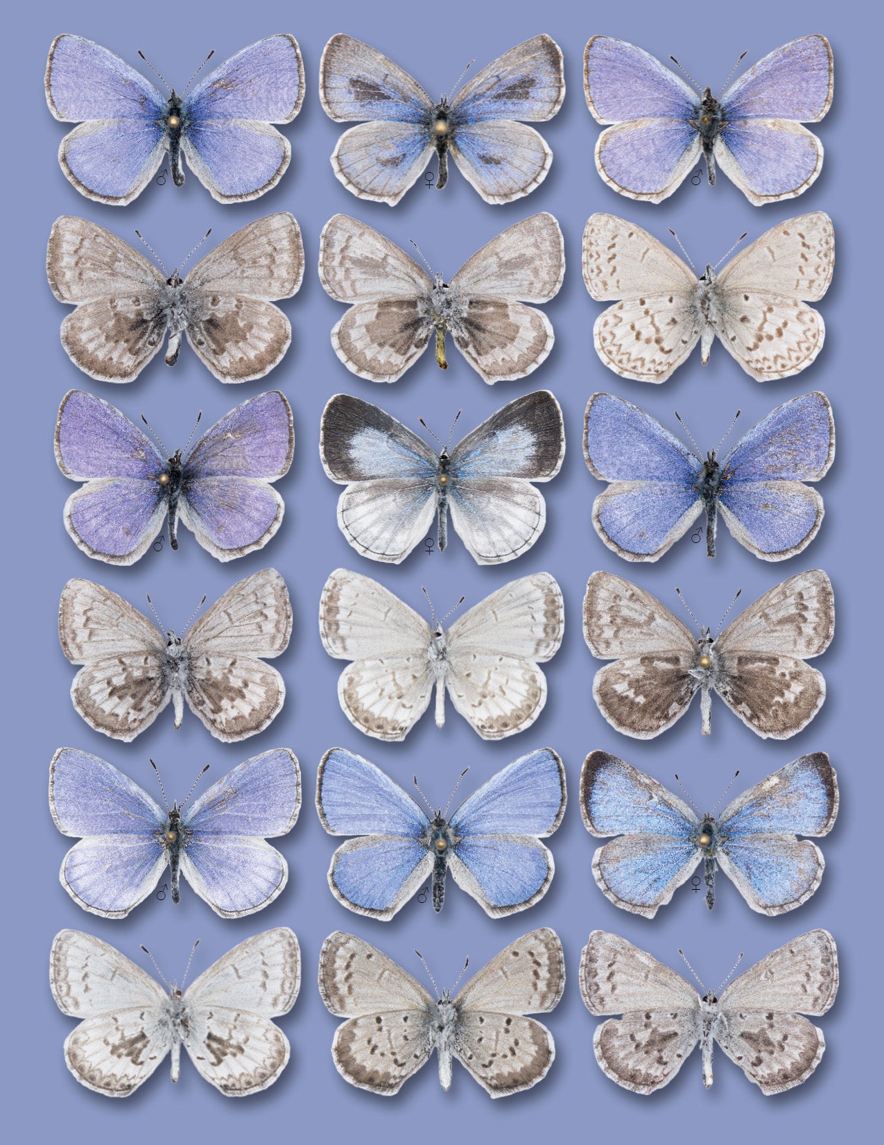 Greeting Card: Asher's Blue