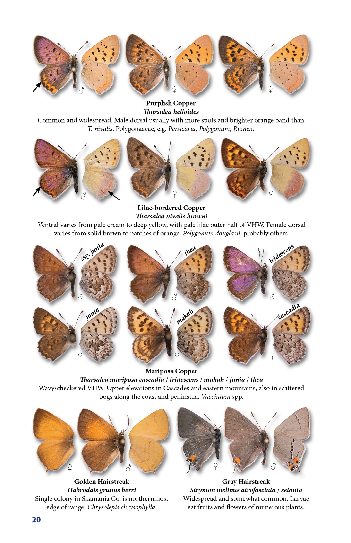 Pocket Guide to the Butterflies of Washington, 4th Ed