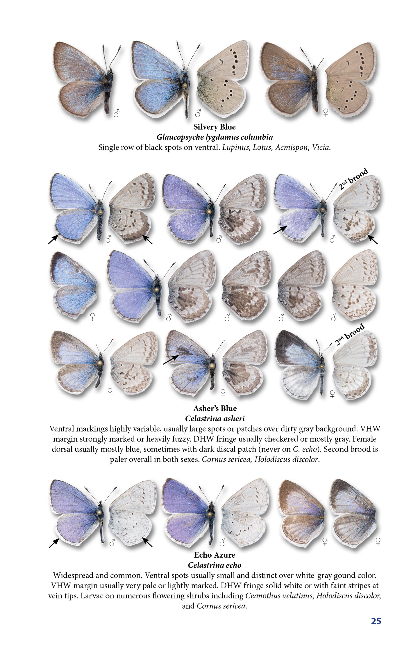 Pocket Guide to the Butterflies of Washington, 4th Ed
