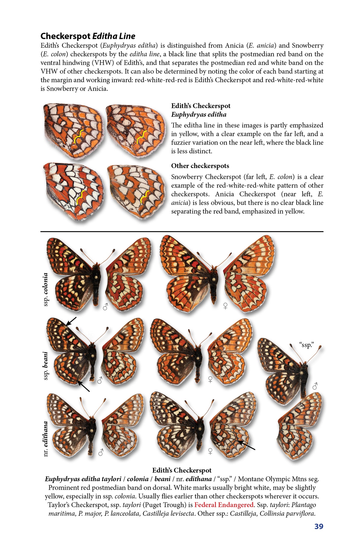 Pocket Guide to the Butterflies of Washington, 4th Ed