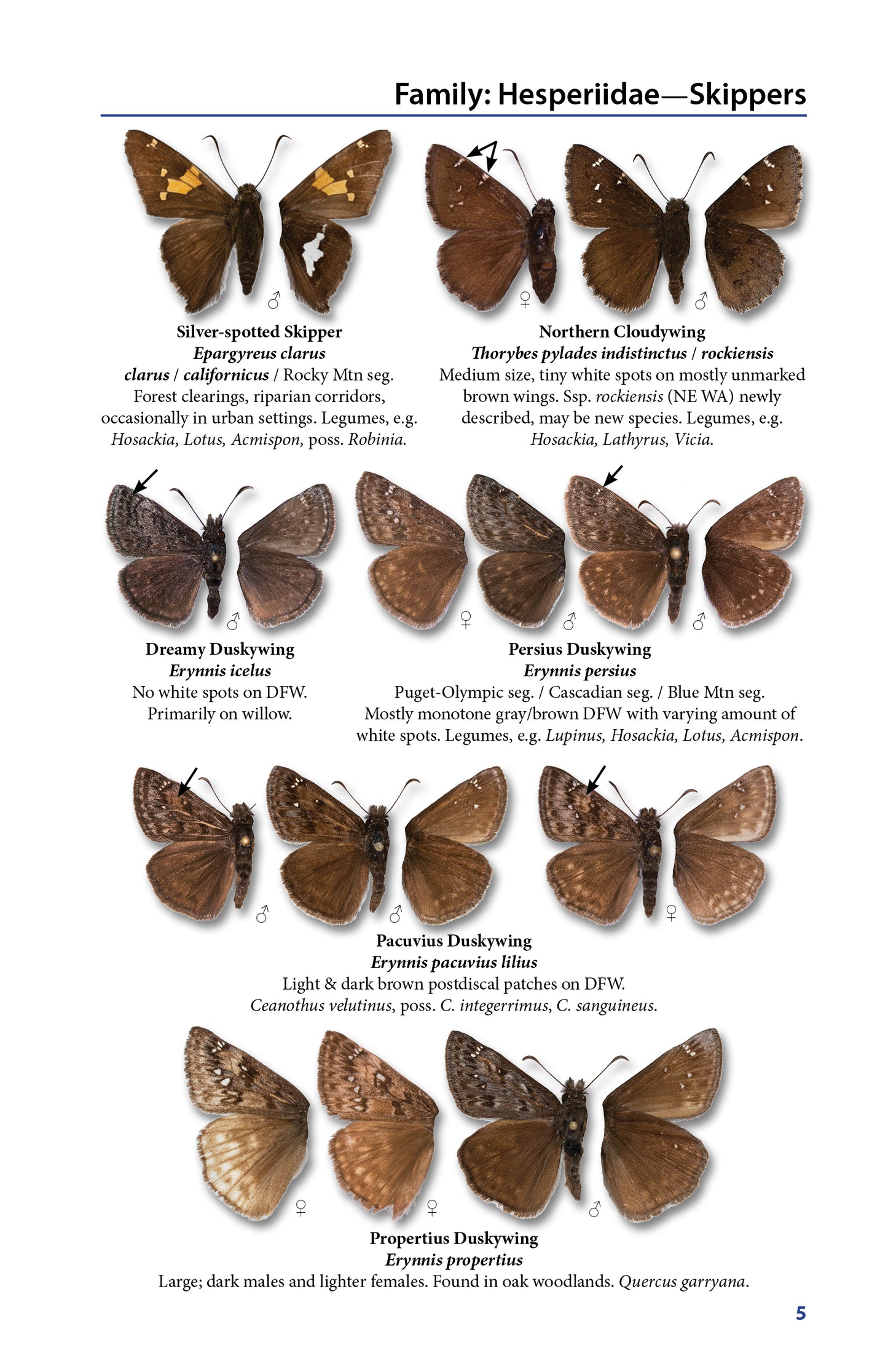 Pocket Guide to the Butterflies of Washington, 4th Ed
