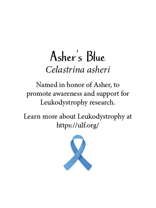 Greeting Card: Asher's Blue