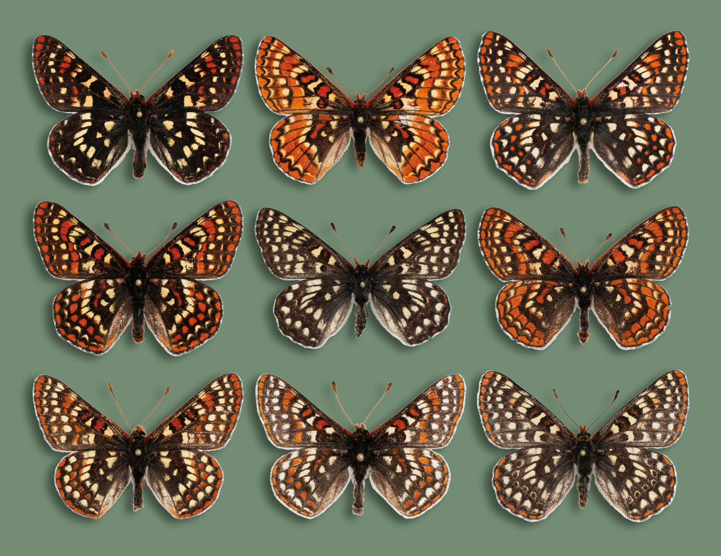 Greeting Card: Checkerspots