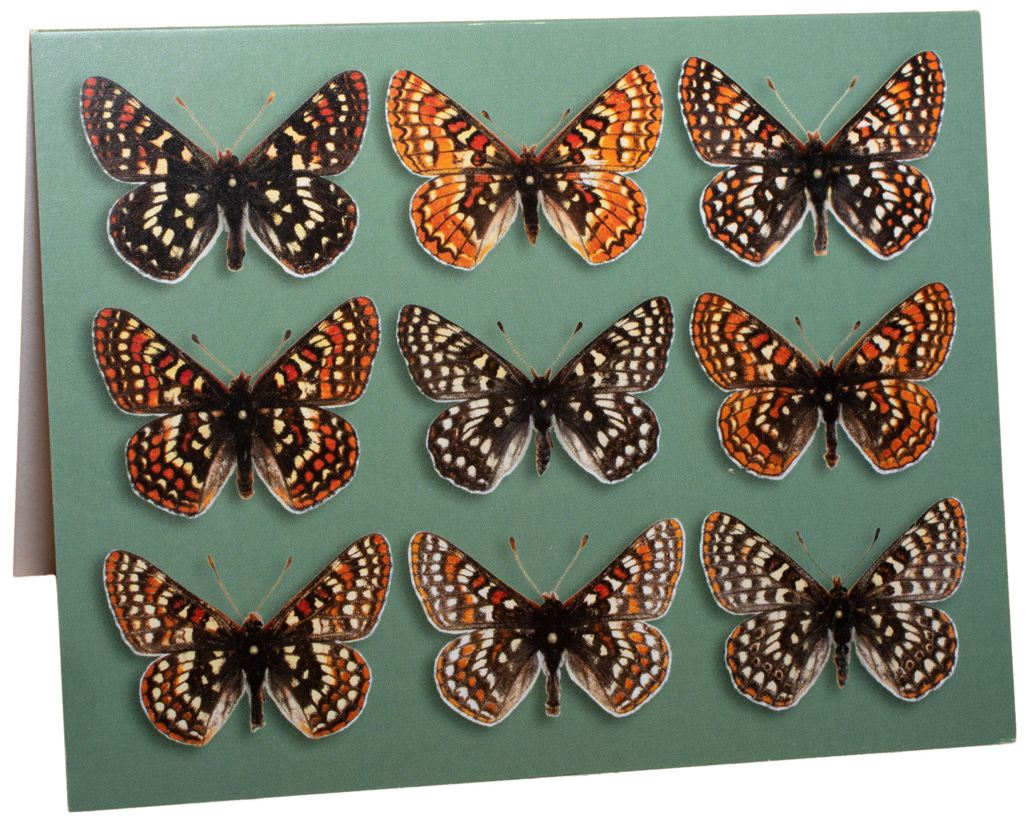 Greeting Card: Checkerspots