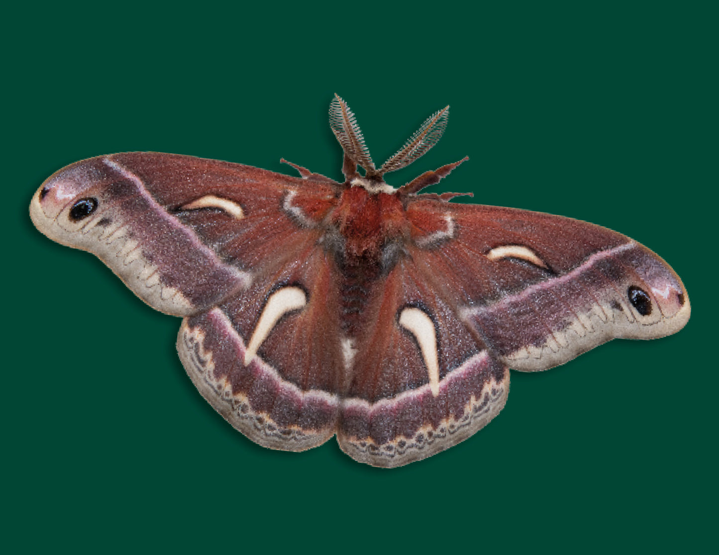 Greeting Cards: Silkmoths