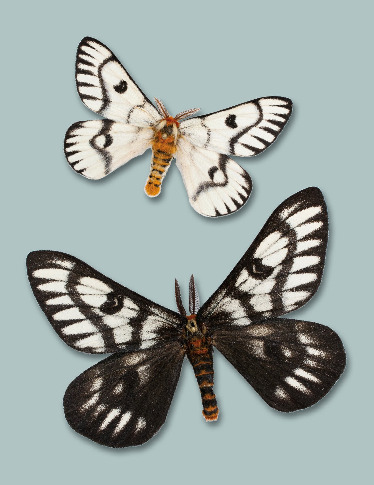 Greeting Cards: Silkmoths