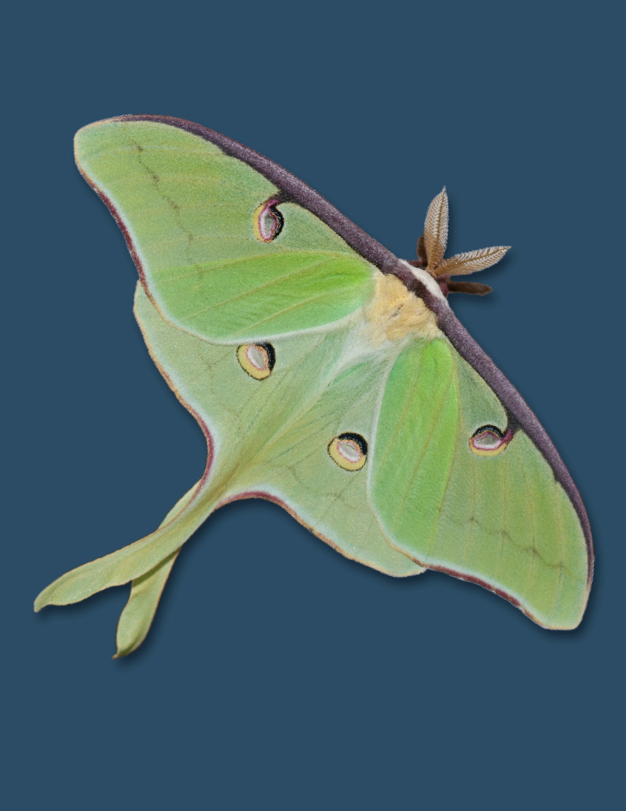 Greeting Cards: Silkmoths