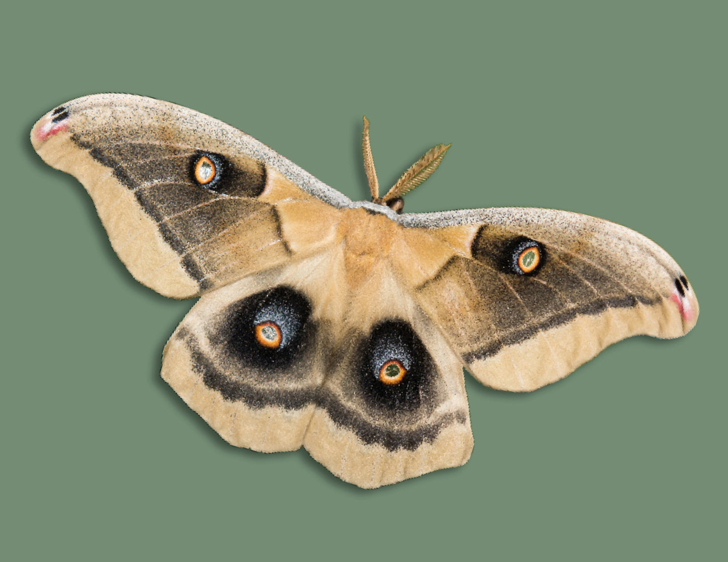 Greeting Cards: Silkmoths