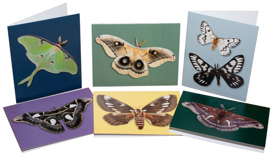 Greeting Cards: Silkmoths