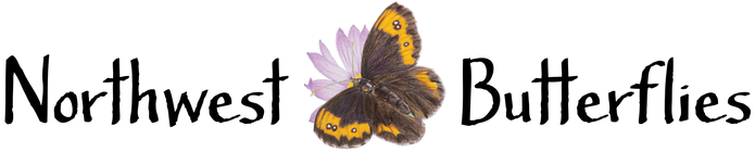 Northwest Butterflies