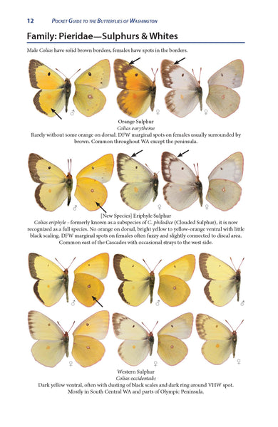 Pocket Guide to the Butterflies of Washington, 3rd ed